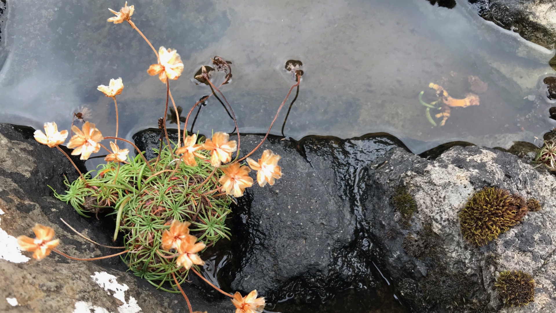 The practice of mindful Gratitude